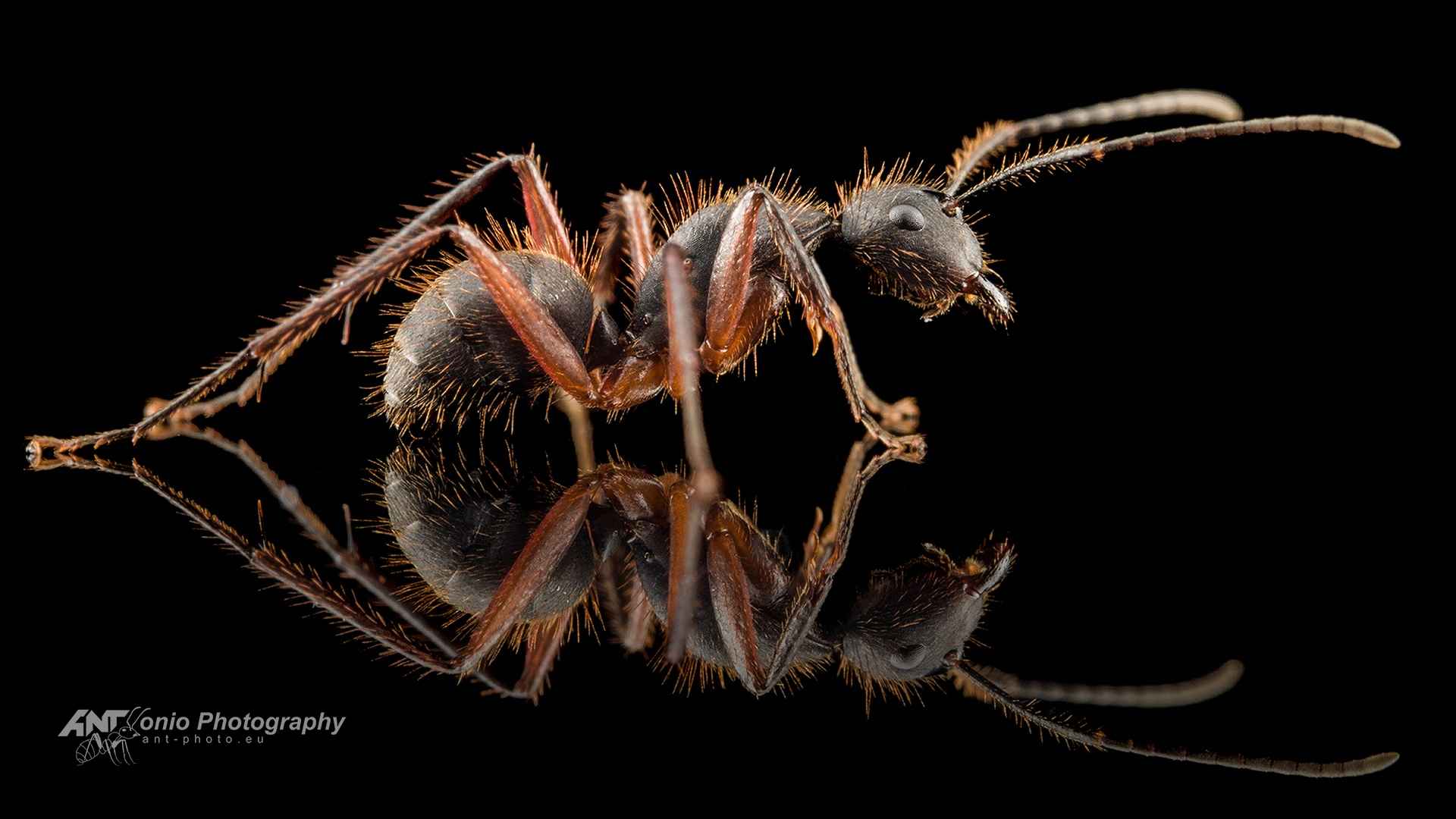 Camponotus brasiliensis
