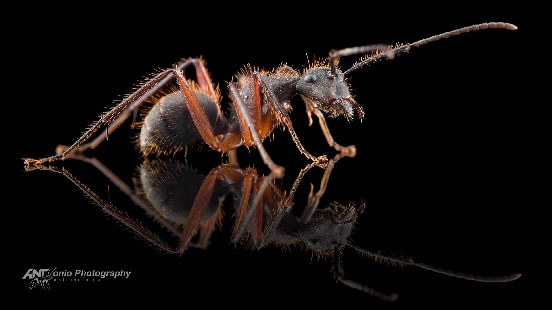 Camponotus brasiliensis