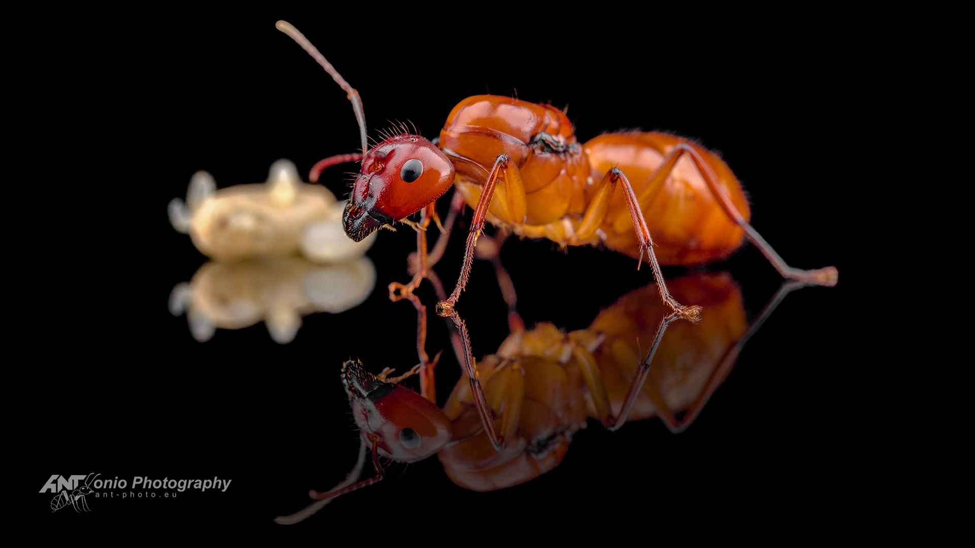 Camponotus castaneus queen