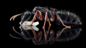 Camponotus fallax 2