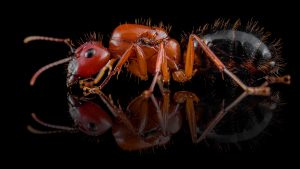 Camponotus floridanus queen
