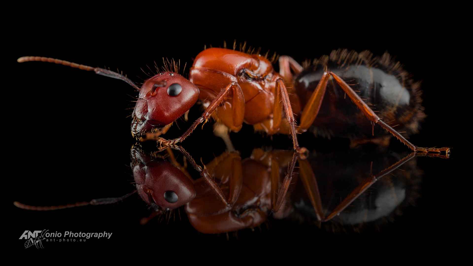 Camponotus floridanus