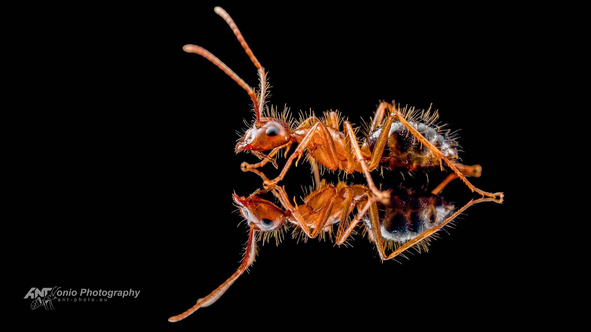 Camponotus floridanus