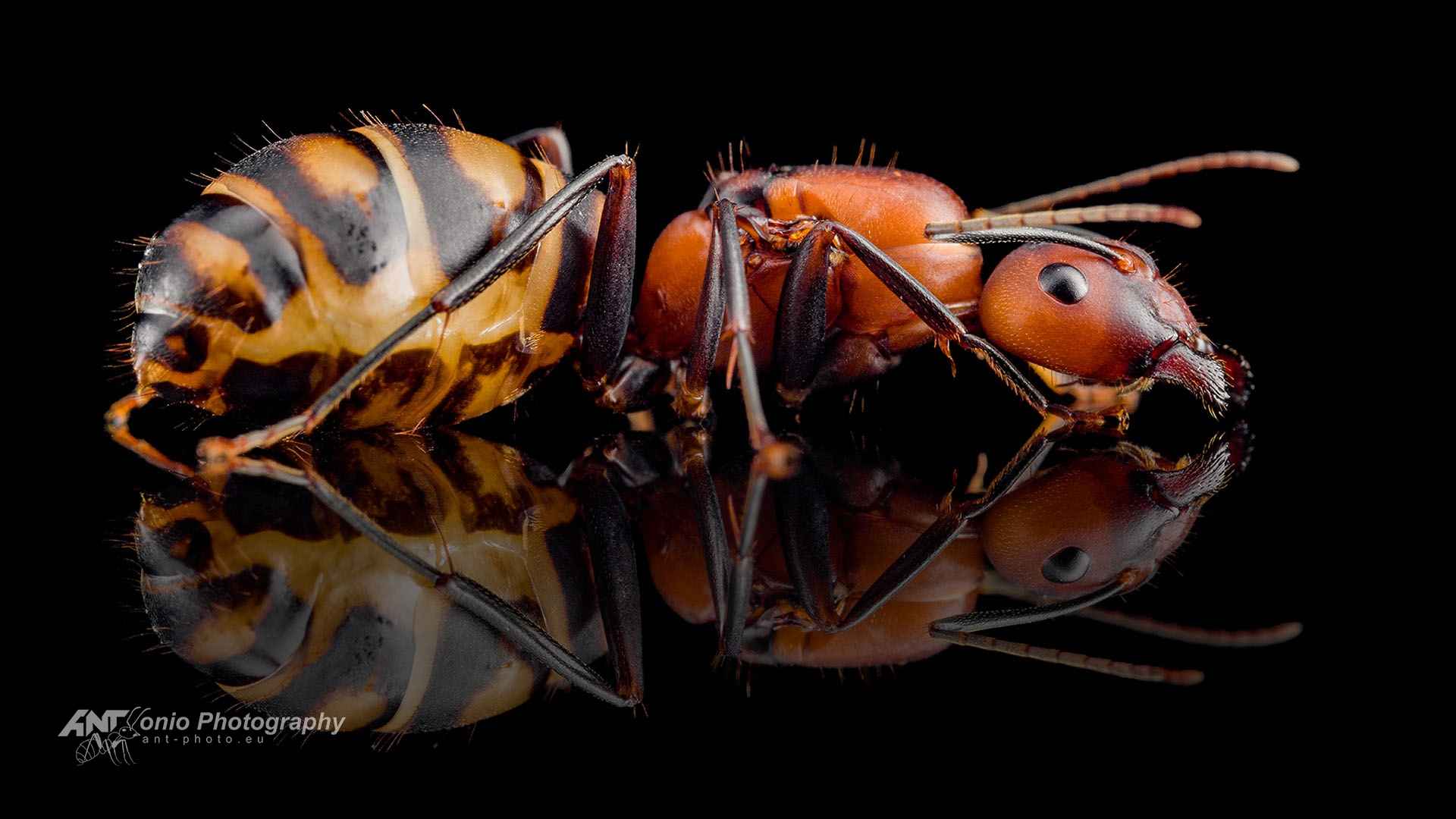 Camponotus habereri