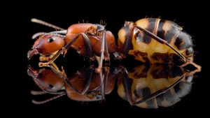 Camponotus habereri 3