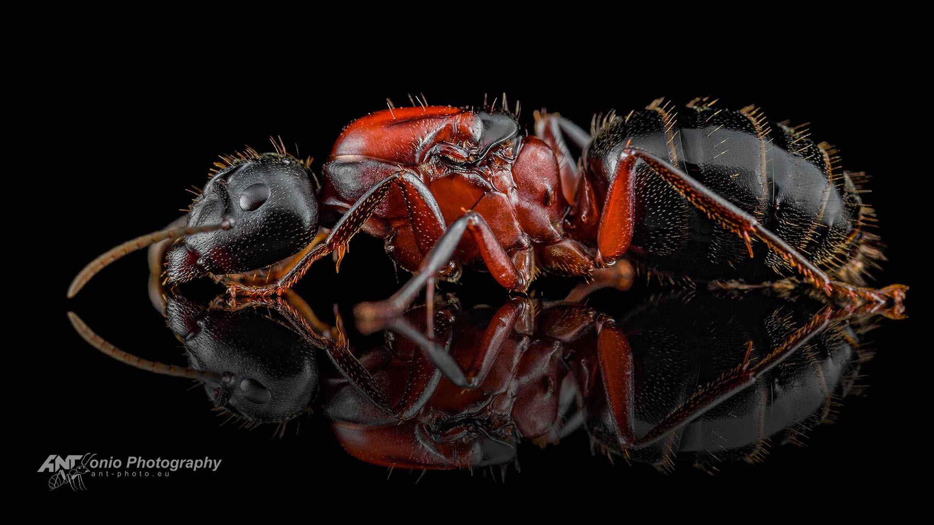 Camponotus novaeboracensis