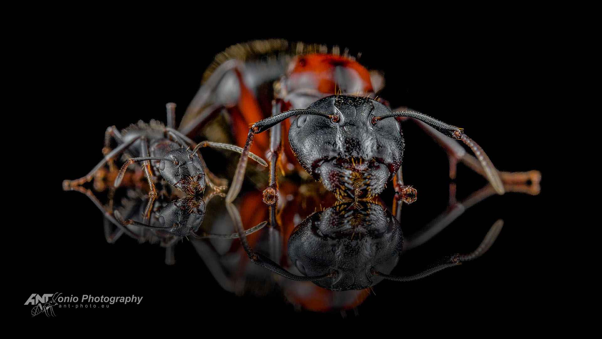 Camponotus novaeboracensis
