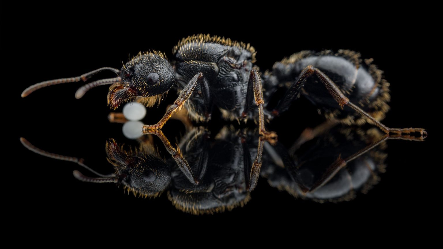 Messor aciculatus ANTonio Photography