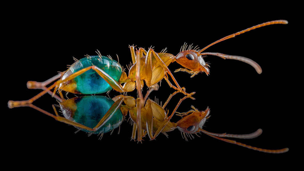 Camponotus castaneus