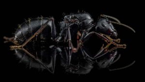 Camponotus japonicus q 2