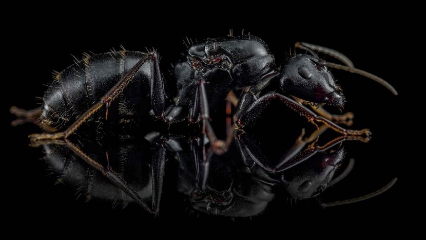 Camponotus japonicus - ANTonio Photography