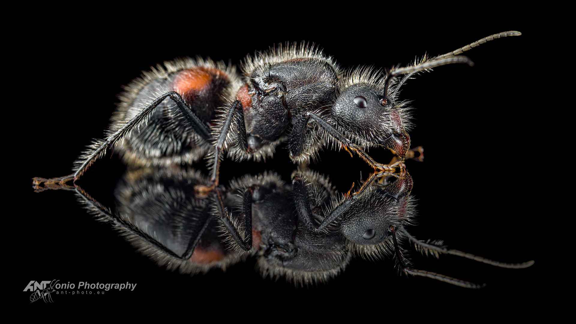 Camponotus mutilarius