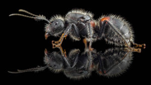 Camponotus mutilarius queen