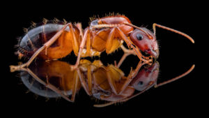 Camponotus pilicornis 0
