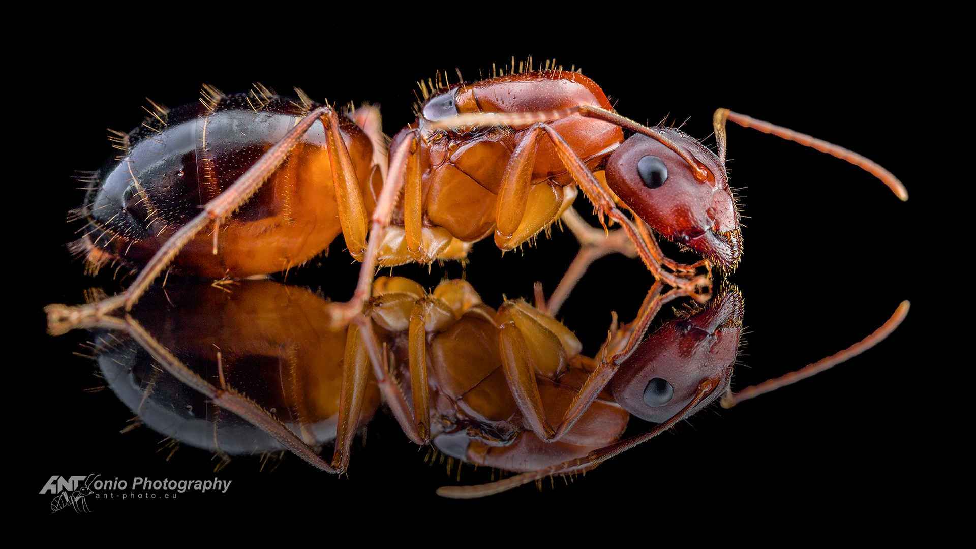 Camponotus pilicornis