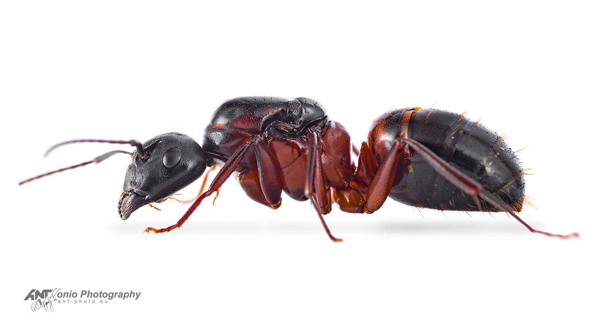 Camponotus vicinus