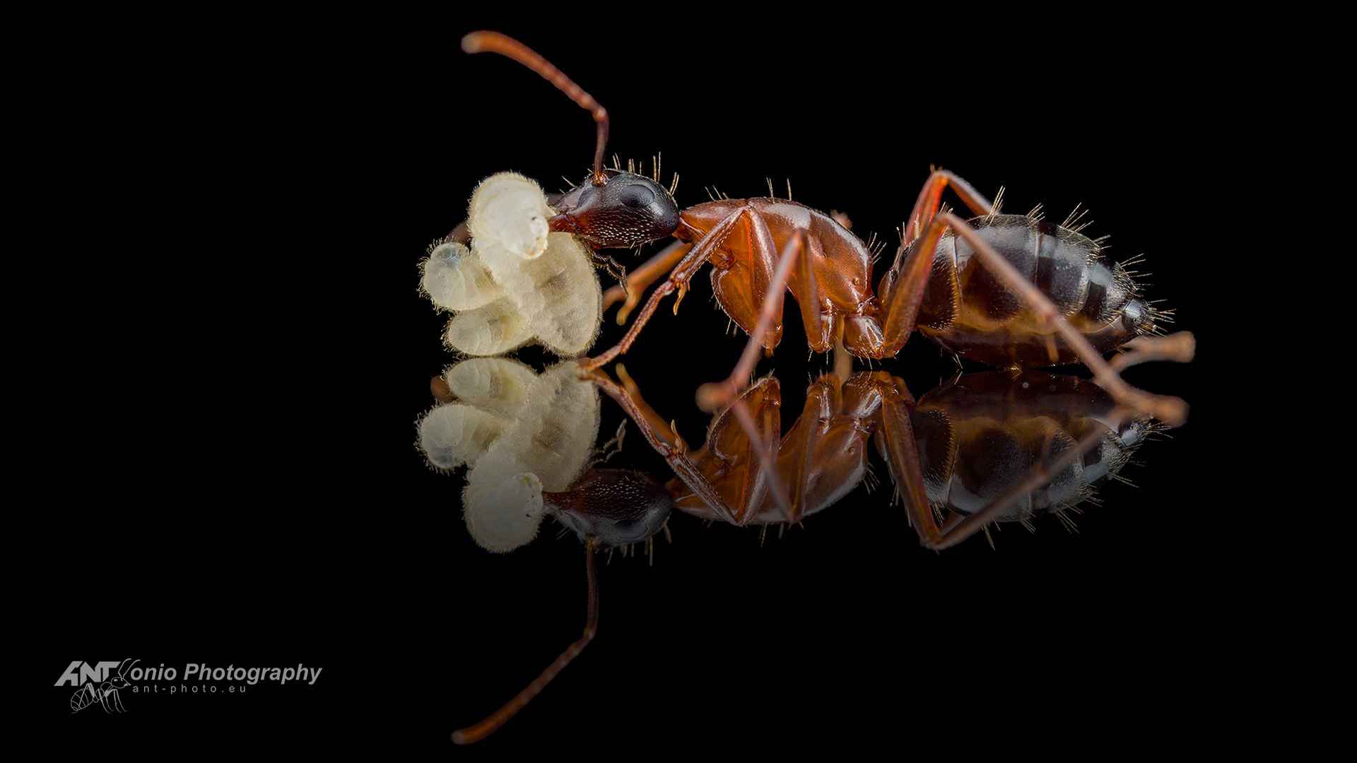 Camponotus vicinus