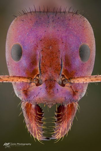 Iridomyrmex purpureus