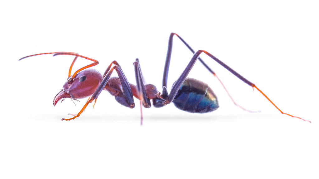 Iridomyrmex purpureus ANTonio Photography