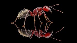 Camponotus detritus 7