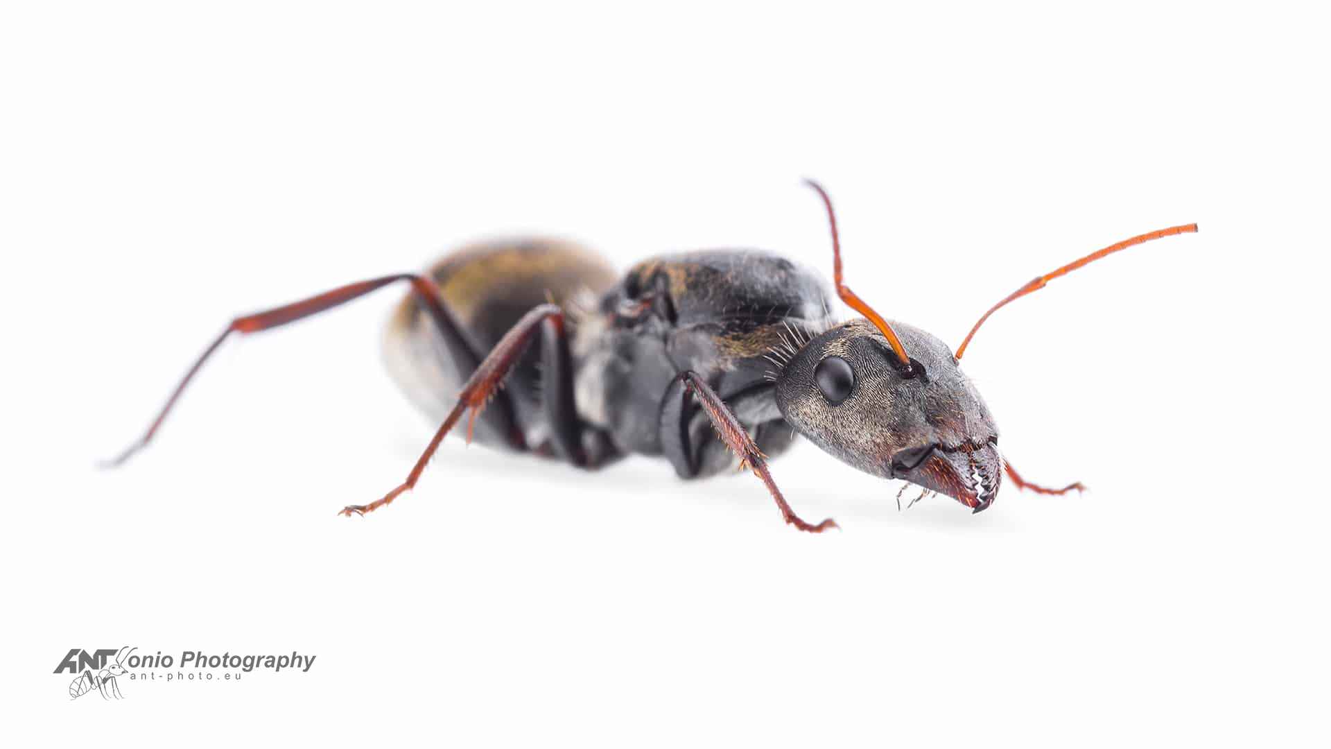 Camponotus mus queen