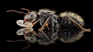 Camponotus mus queen2