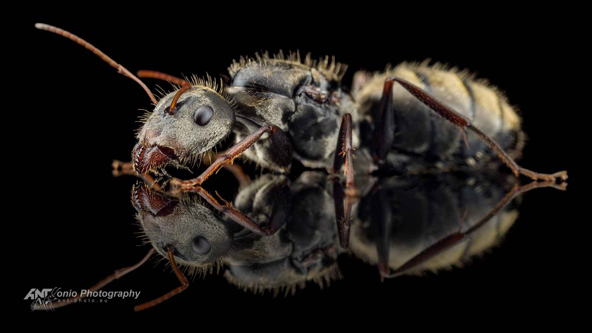Camponotus mus queen