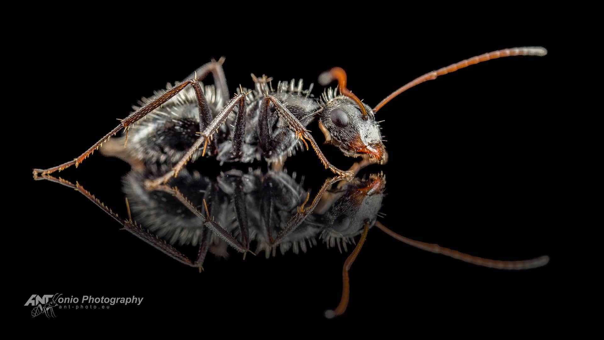 Camponotus mus worker