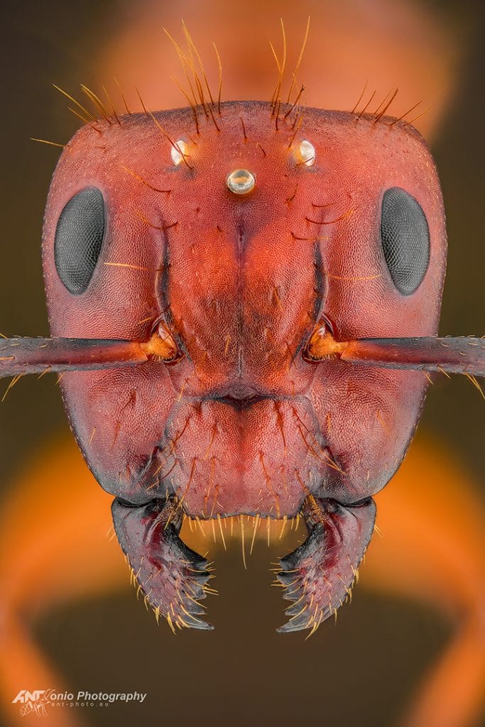 Camponotus floridanus queen