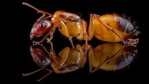 Camponotus nylanderi