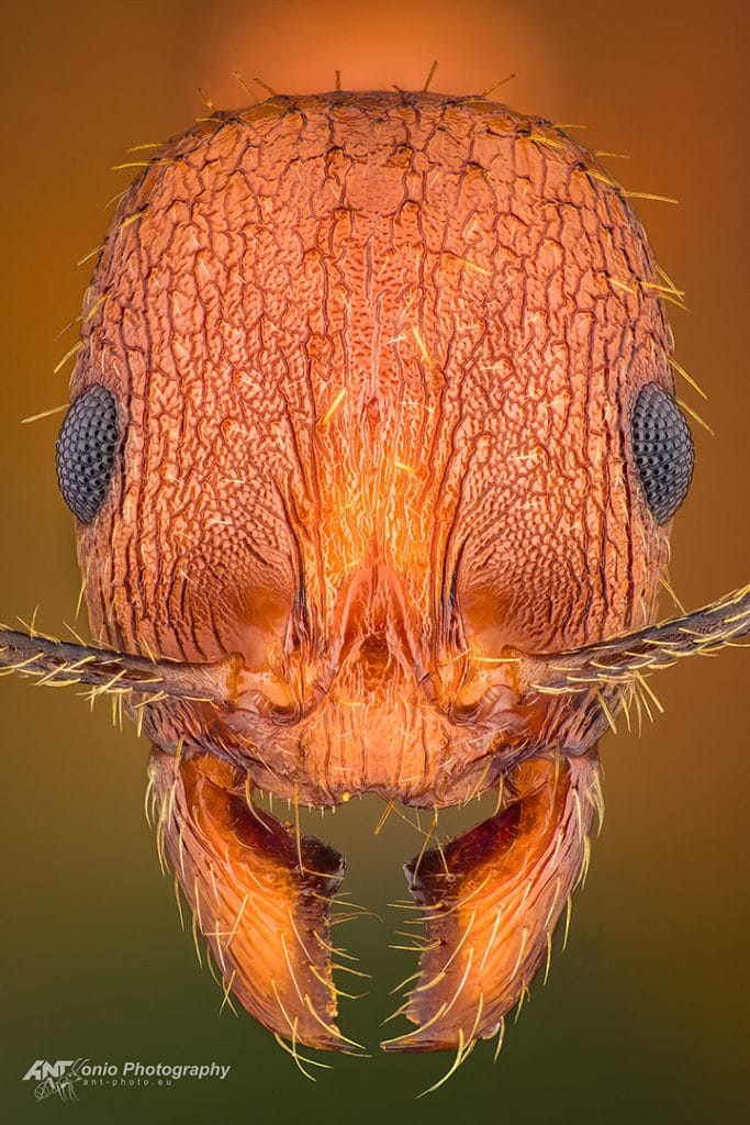 Aphaenogaster fulva