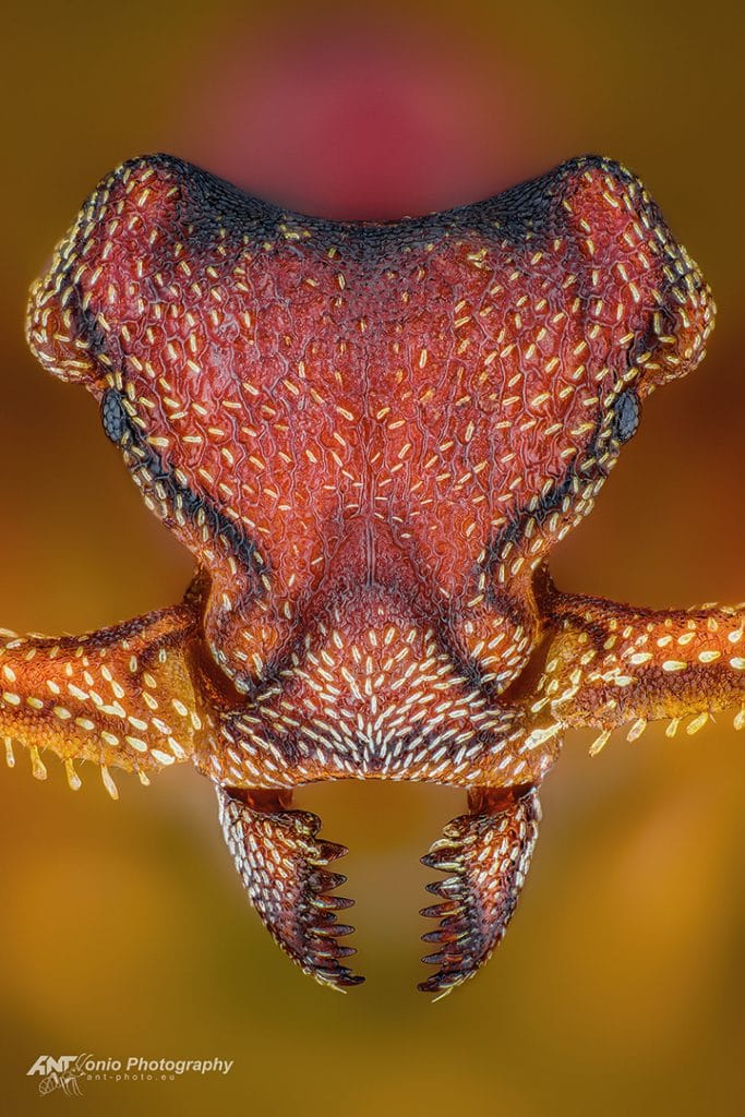 Eurhopalothrix heliscata from Singapore