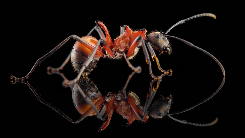 Polyrhachis bihamata - ANTonio Photography