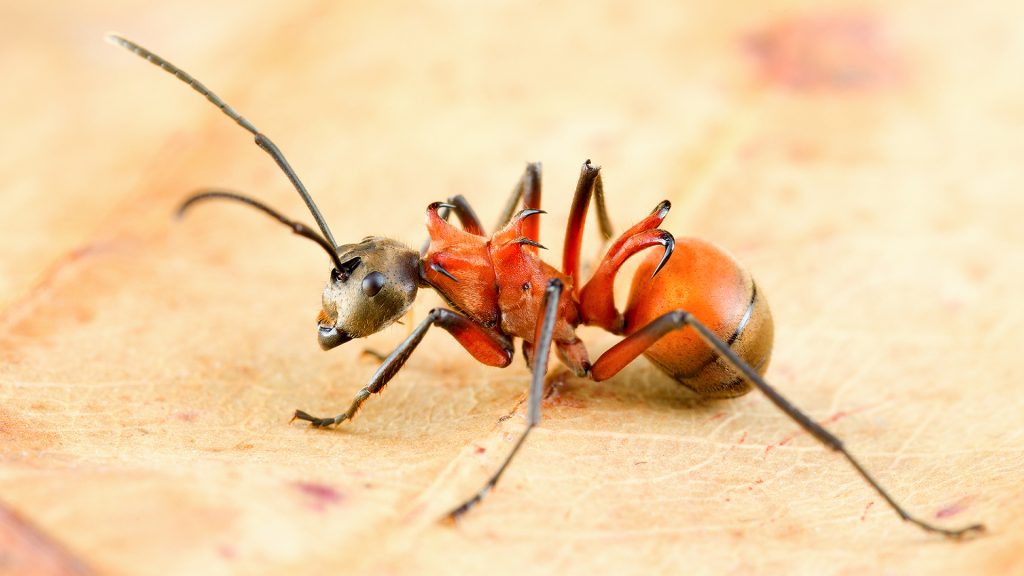 Polyrhachis bihamata - ANTonio Photography