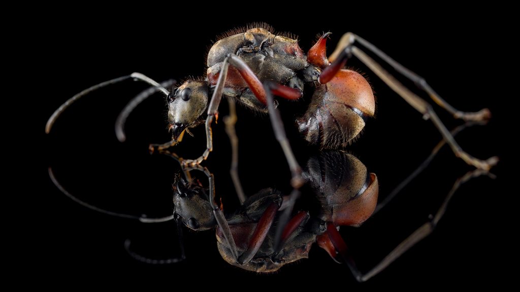 Polyrhachis bihamata - ANTonio Photography