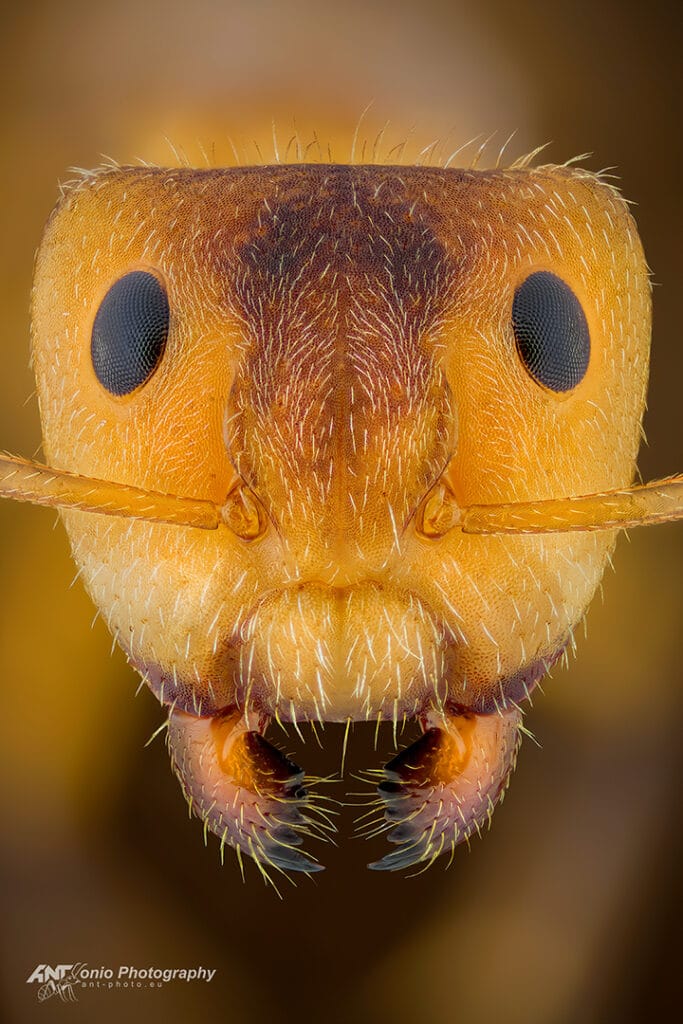 Camponotus (Myrmocladoecus) sp.