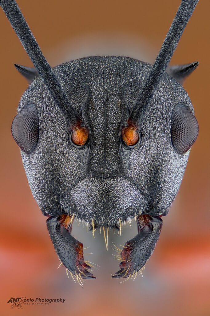 Polyrhachis tibialis ant head