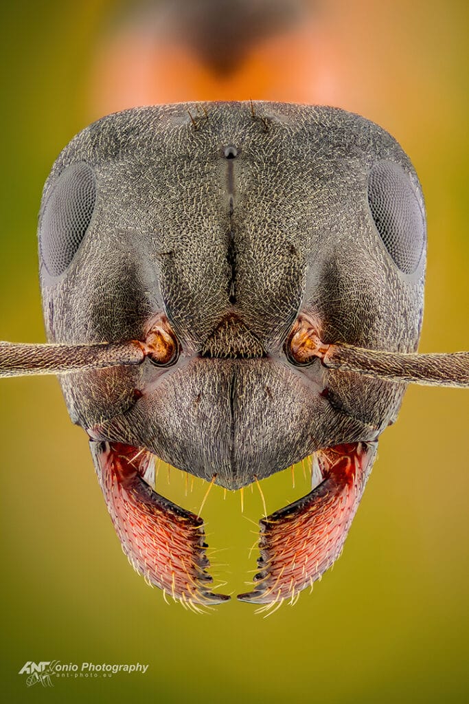 Formica uralensis ant head