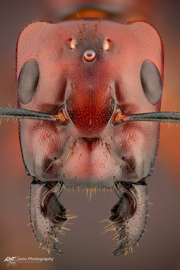 queen Camponotus cf. quadrisectus from Thailand