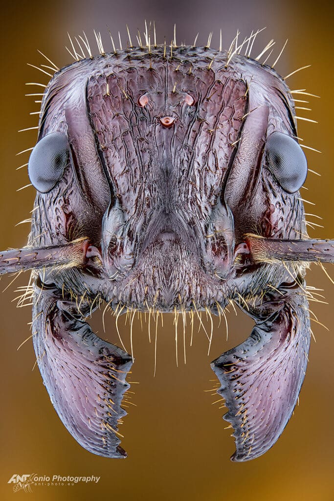 Paraponera clavata queen
