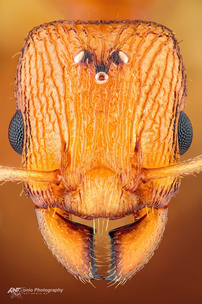 Paratopula ceylonica from the Philippines