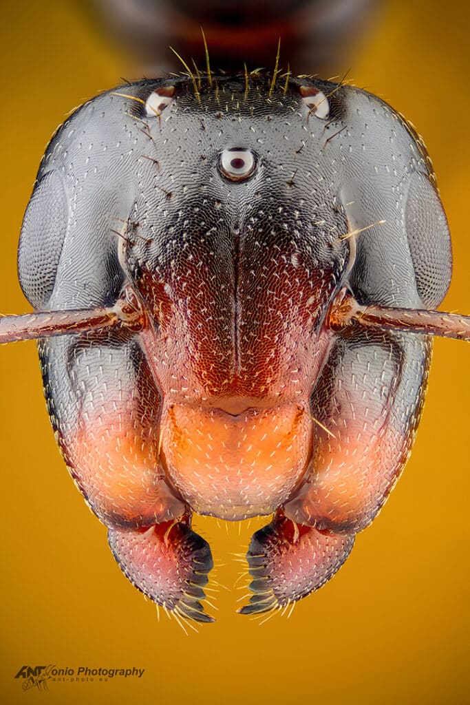 Camponotus sp. Philippines