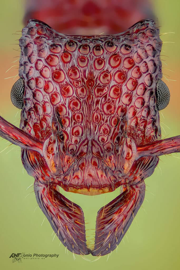 Stictoponera coxalis
