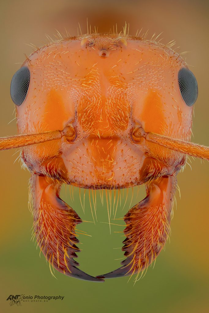 Myrmecocystus kathjuli queen ants head