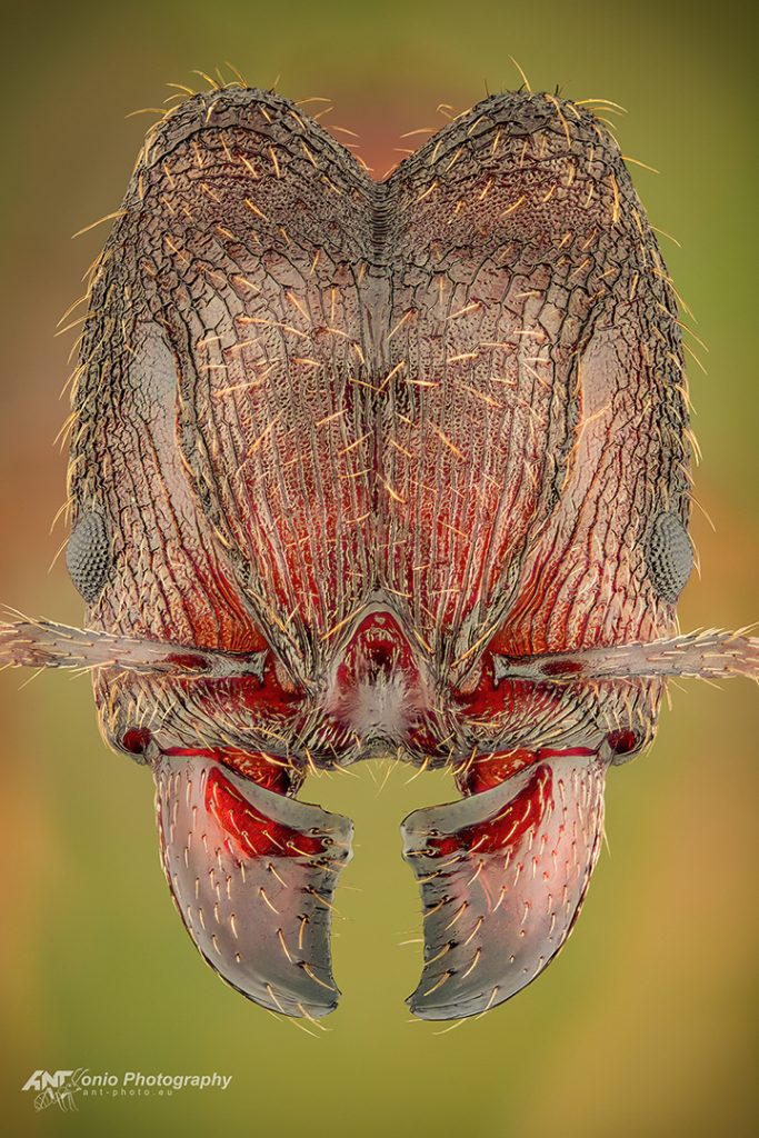 Pheidole yeensis major worker, ant head close up