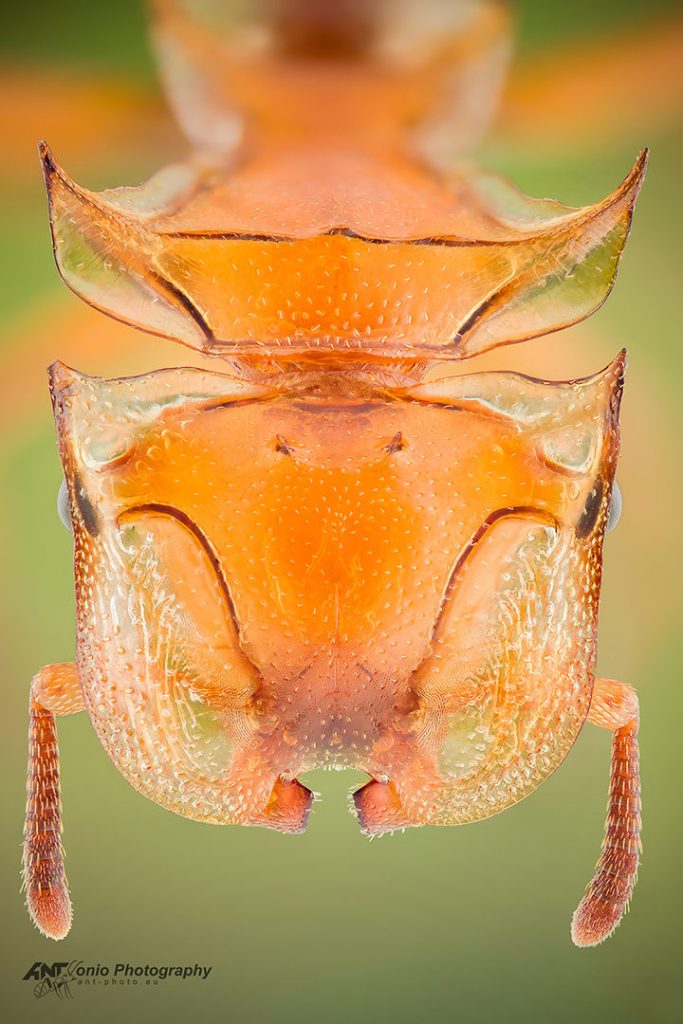 Cephalotes clypeatus ant head close up