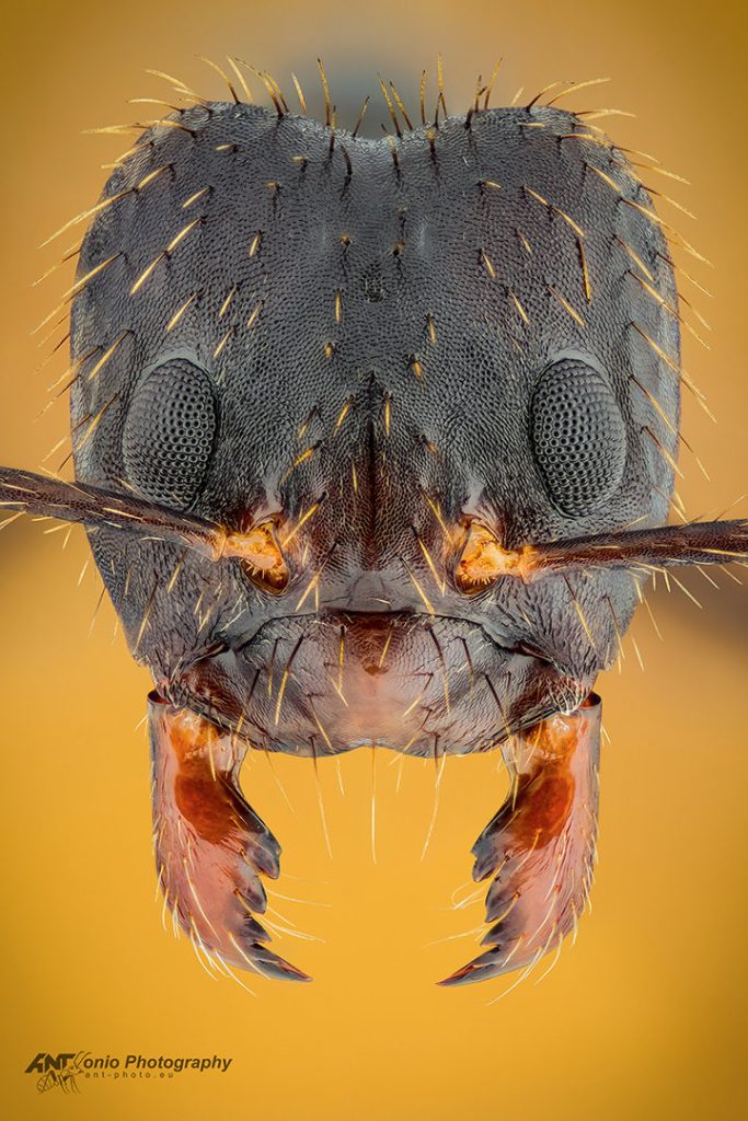 Euprenolepis procera ant head
