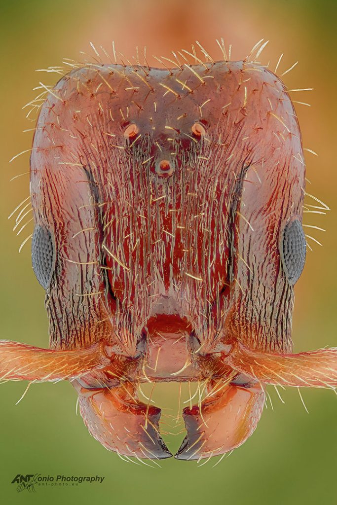 Harpagoxenus sublaevis queen ant head