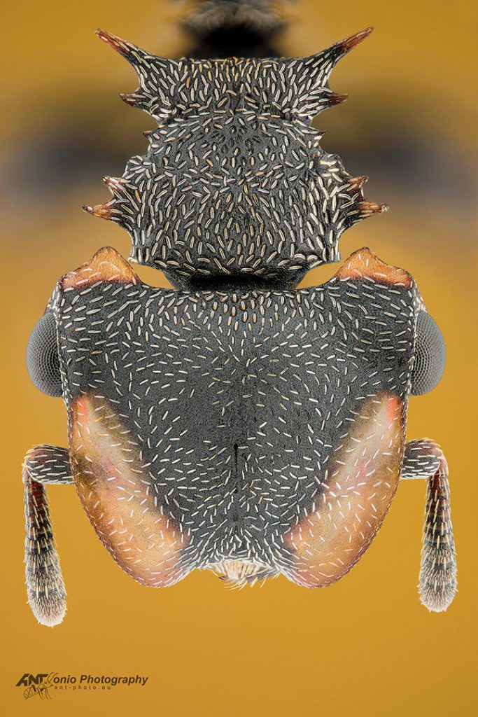 Cephalotes christopherseni head