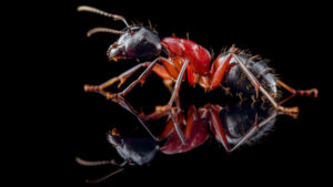 Camponotus ligniperda major worker black2 1